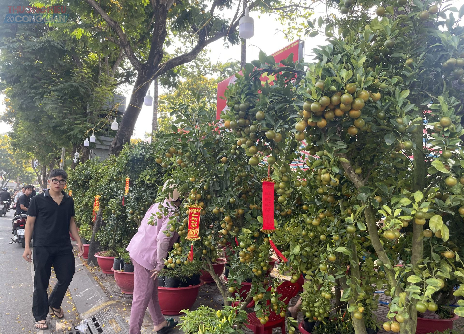 Những c&acirc;y quất lớn c&oacute; gi&aacute; từ 1,5 triệu đồng đến 2 triệu đồng/tuỳ k&iacute;ch thước.