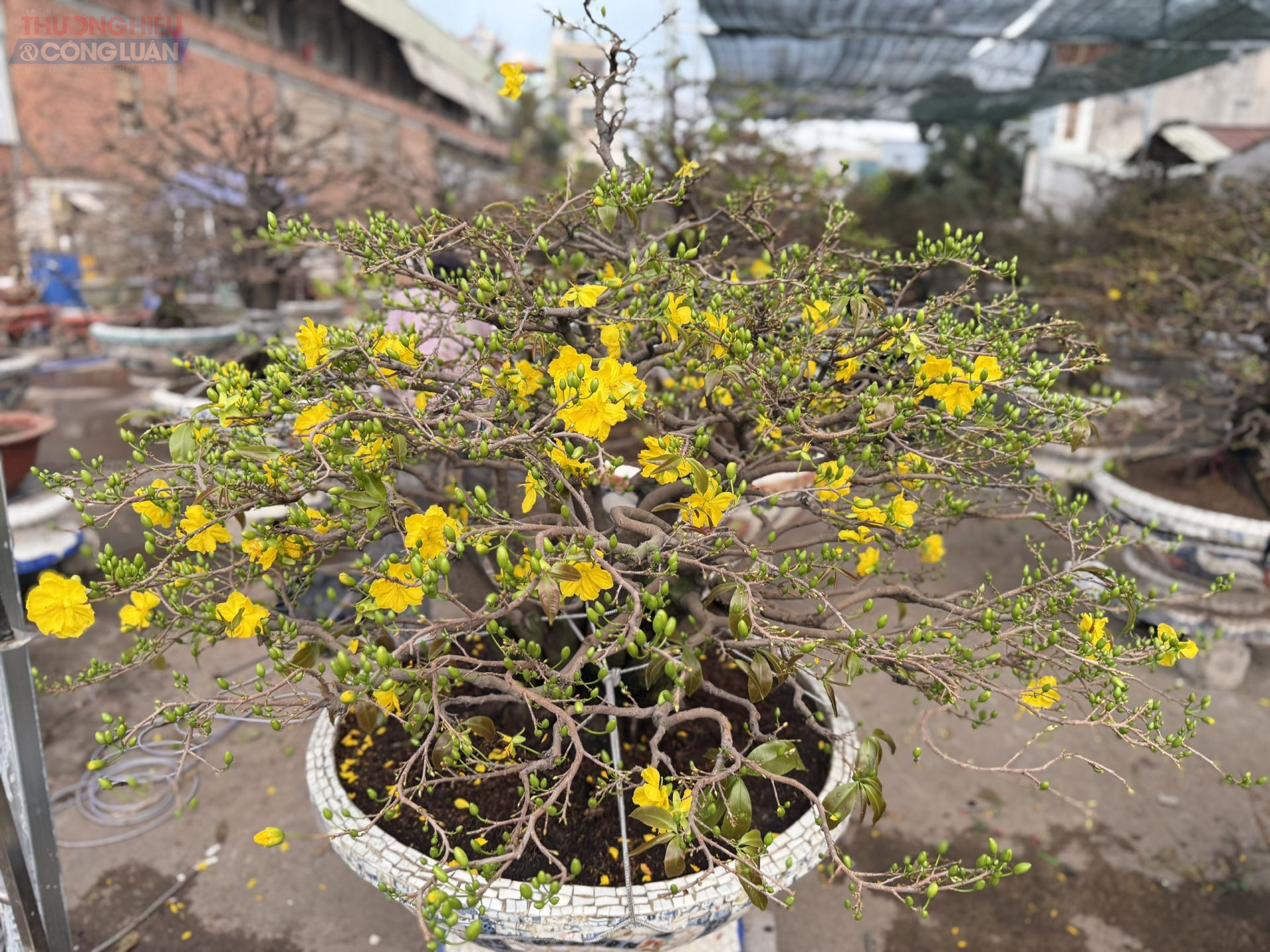 Mai v&agrave;ng rực rỡ đ&oacute;n Tết