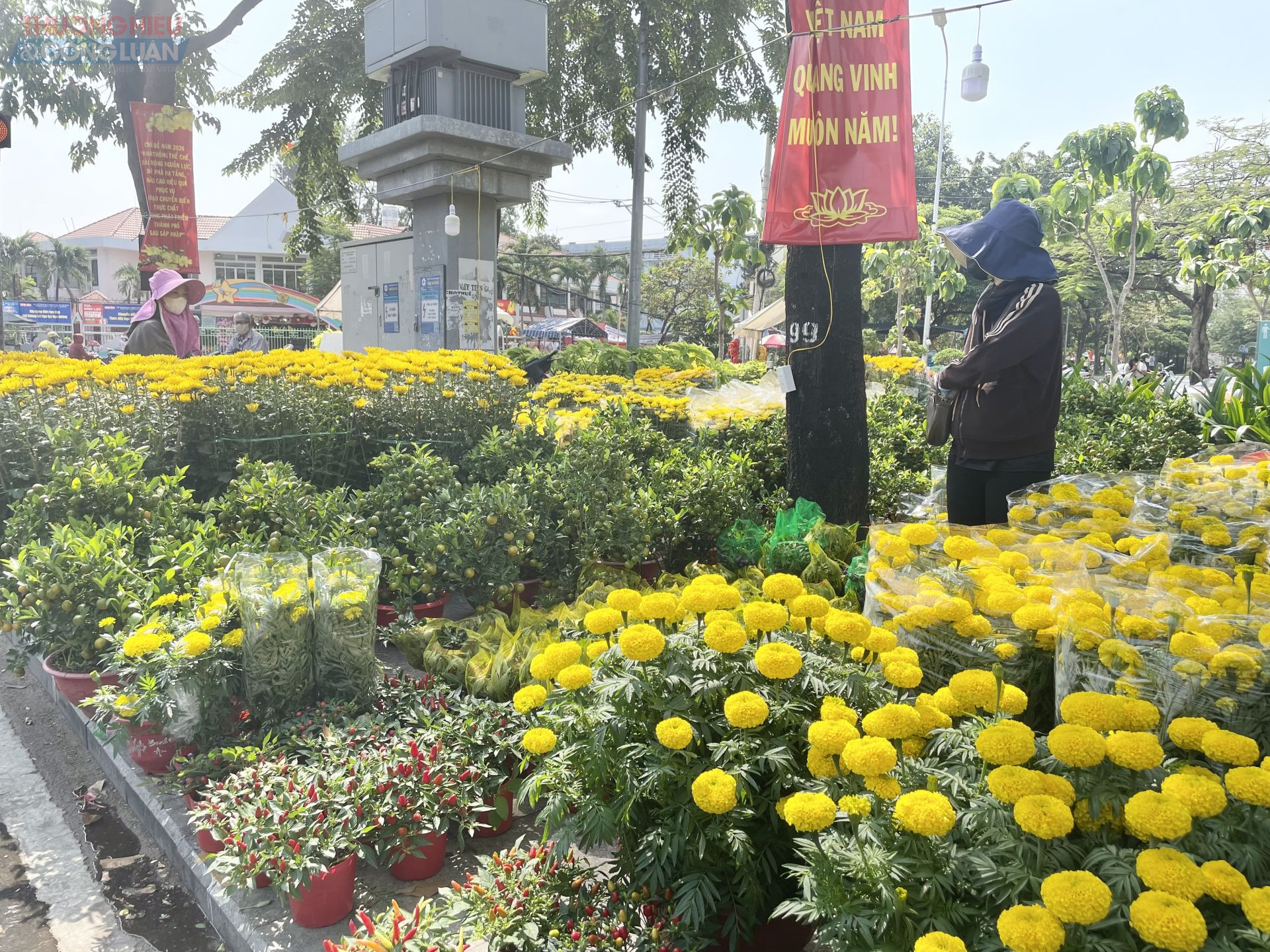 Chủ b&aacute;n hoa kiểng cho hay: Gi&aacute; c&aacute;c loại hoa t&ugrave;y thuộc v&agrave;o k&iacute;ch cỡ v&agrave; m&agrave;u sắc, sẽ c&oacute; chậu nhỏ, vừa v&agrave; lớn để người mua dễ lựa chọn cũng như ph&ugrave; hợp với kinh tế.