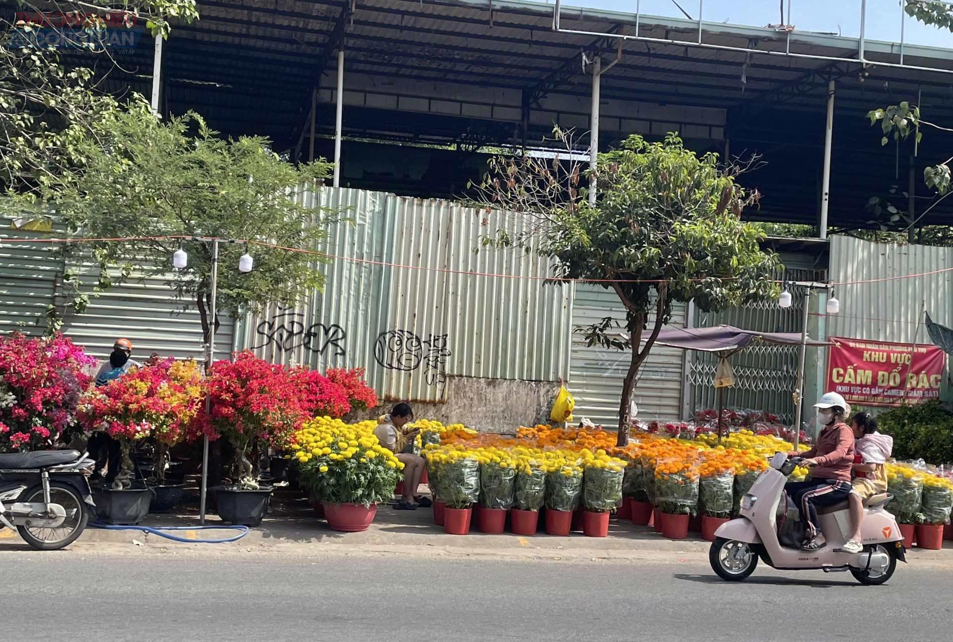 C&ocirc; S&aacute;u (B&igrave;nh Hưng Ho&agrave;)) cho biết: Để trang tr&iacute; nh&agrave; cửa đ&oacute;n B&iacute;nh Ngọ 2026, c&ocirc; đ&atilde; mua 2 chậu c&uacute;c m&acirc;m x&ocirc;i gi&aacute; khoảng 200.000đ &ndash; 300.000đ để trưng dịp Tết.