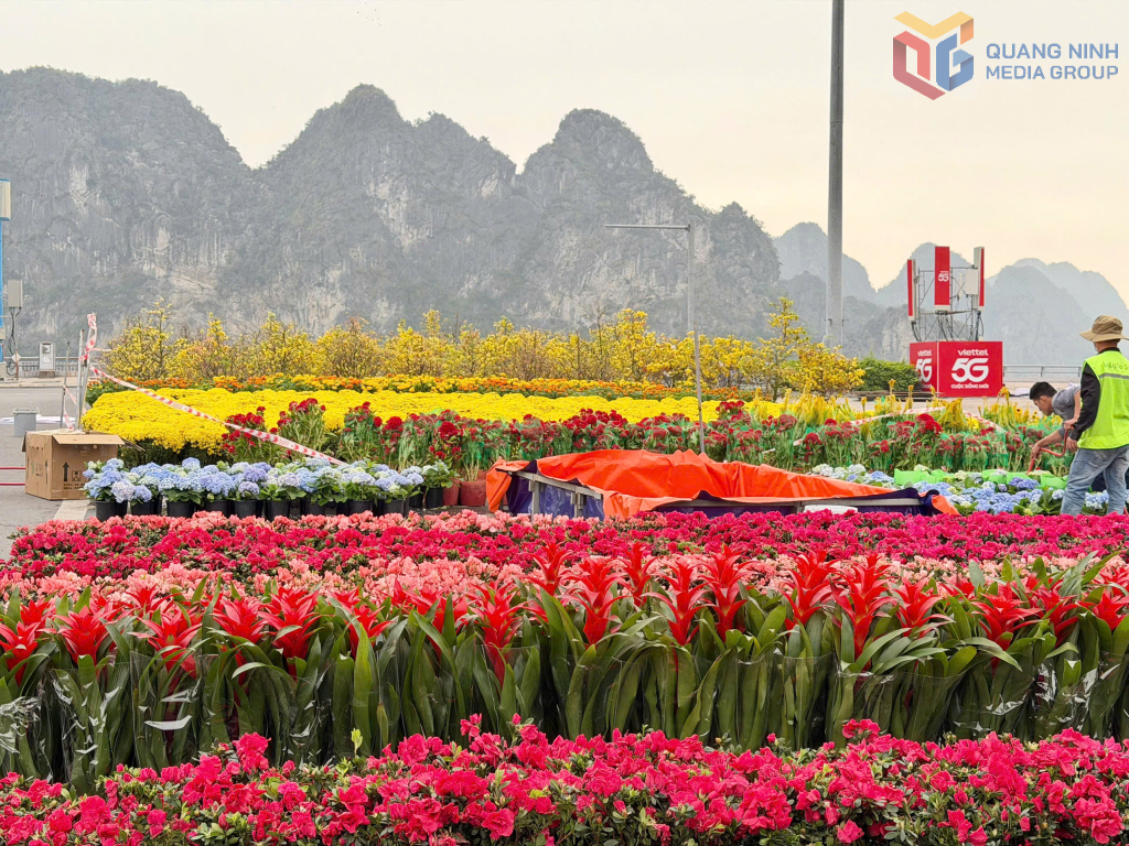 C&aacute;c loại hoa khoe sắc ch&agrave;o đ&oacute;n năm mới