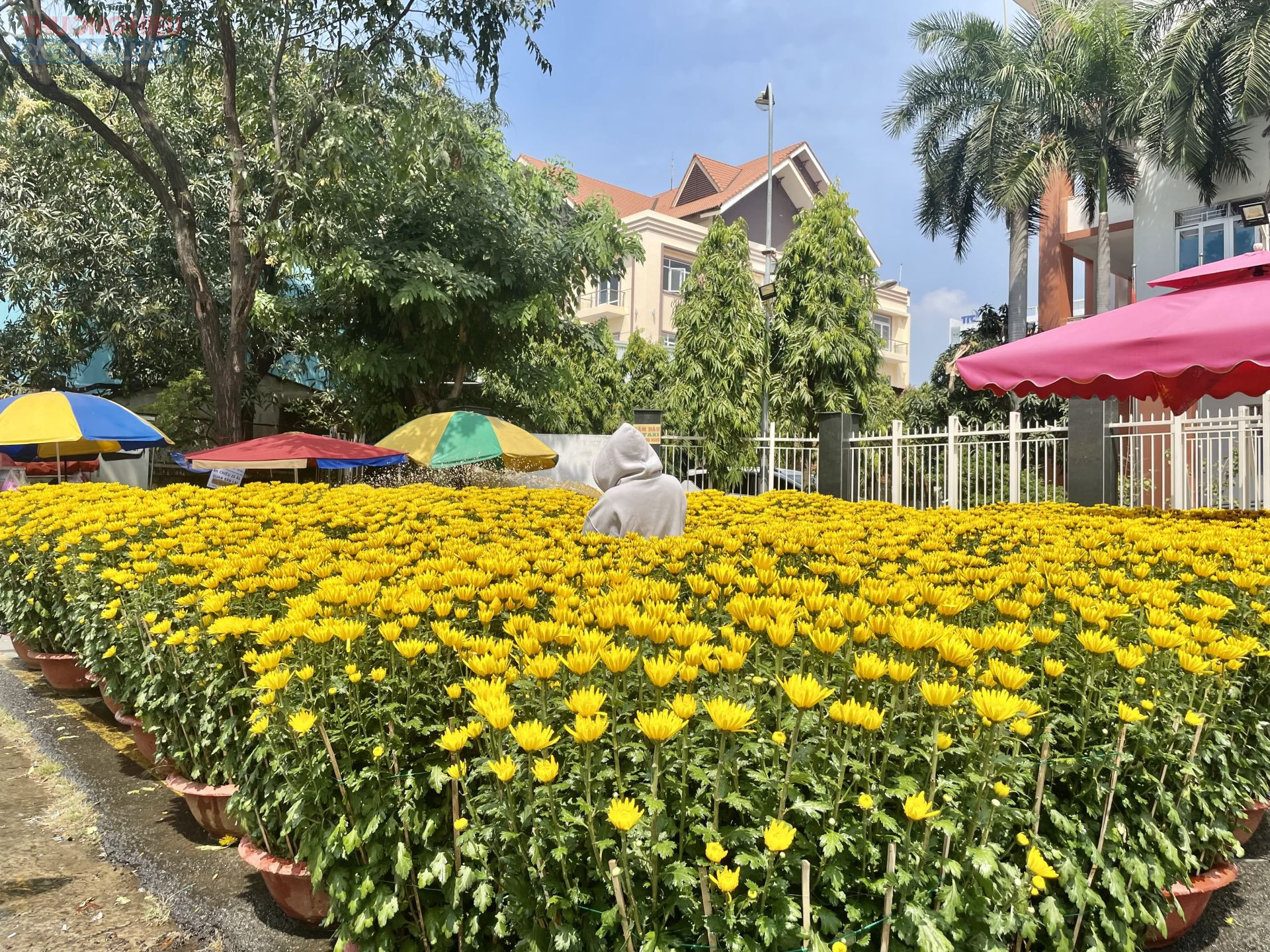 Thị trường hoa kiểng tại TP. HCM dịp cận Tết Nguyên đán Bính Ngọ 2026