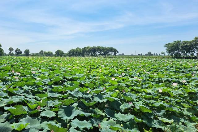 Hồ sen Diệu Ốc một trong 8 cảnh đẹp nổi tiếng của huyện Đ&ocirc;ng Th&agrave;nh xưa.