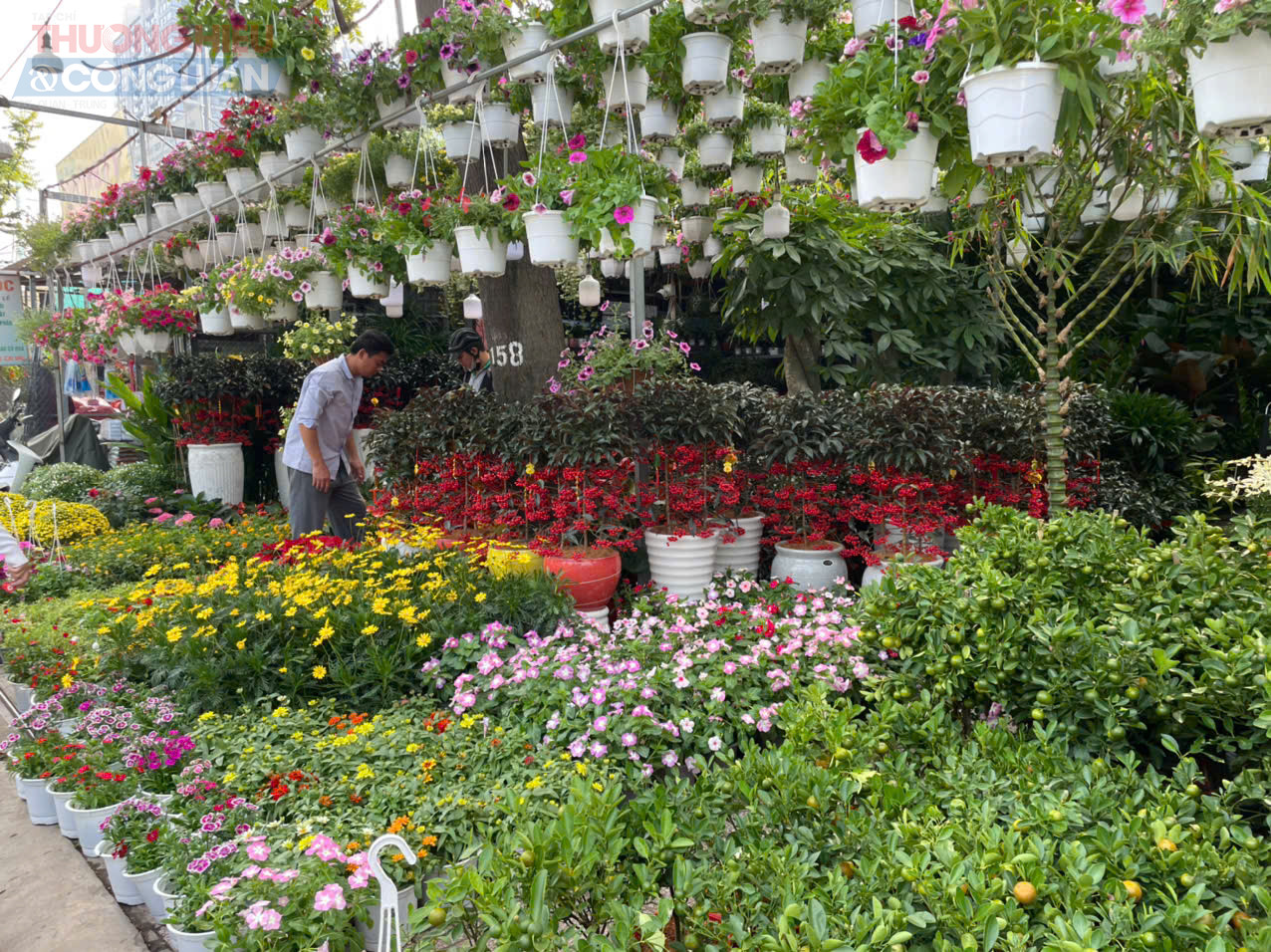 Tại tuyến đường Th&agrave;nh Th&aacute;i tập trung nhiều vựa c&acirc;y kiểng c&aacute;c cửa h&agrave;ng đ&atilde; b&agrave;y b&aacute;n c&uacute;c m&acirc;m x&ocirc;i, đồng tiền, lan hồ điệp, tắc (quất)...