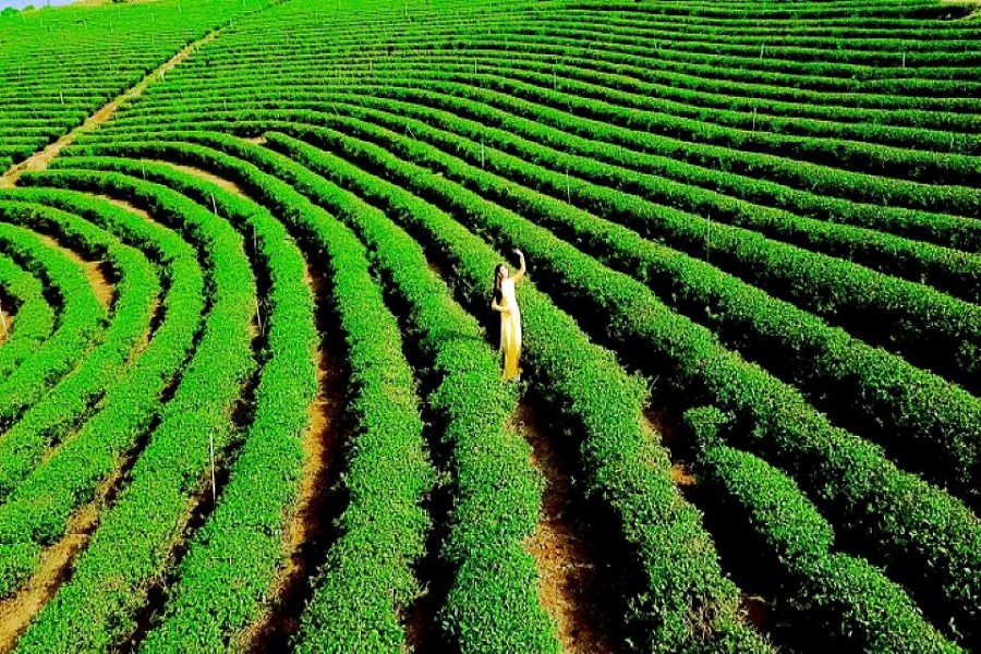 L&acirc;m Đồng, một trong những thủ phủ ch&egrave; của Việt Nam đang ng&agrave;y c&agrave;ng khẳng định vị thế v&agrave; ph&aacute;t triển kh&ocirc;ng ngừng.