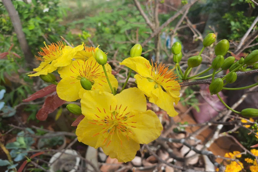 Mai rừng c&oacute; vẻ đẹp thuần khiết, hoa thường c&oacute; 5 c&aacute;nh, nhụy lớn v&agrave; nở rất thơm