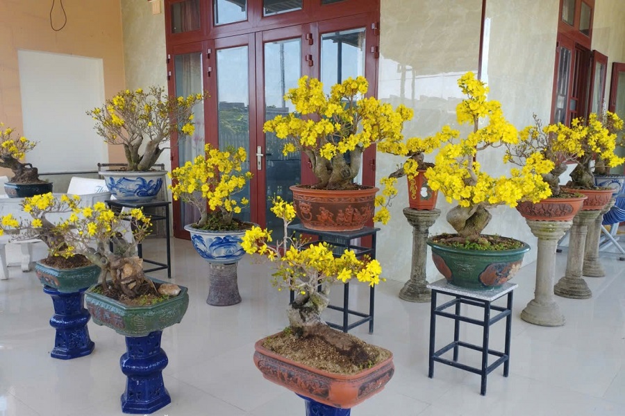 Lâm Đồng: Sắc xuân mai rừng – từ truyền thuyết đến đời sống