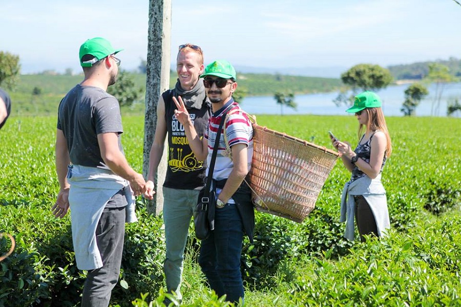 Kh&aacute;ch quốc tế tham quan đồi tr&agrave; Long Đỉnh chất lượng cao tại x&atilde; Ph&uacute;c Thọ L&acirc;m H&agrave;.