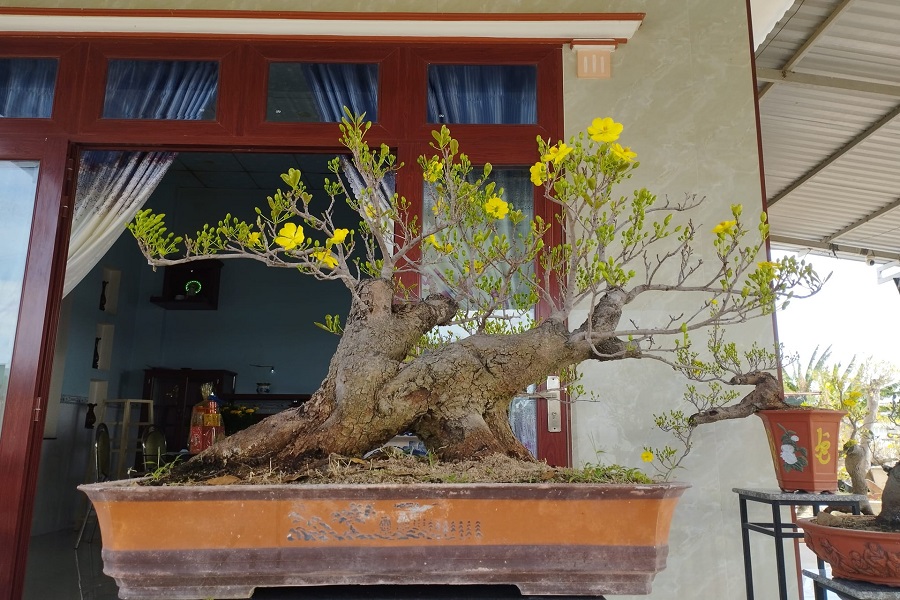 Vẻ đẹp của mai rừng B&igrave;nh Thuận qua tạo d&aacute;ng bonsai của anh L&ecirc; Văn Phương