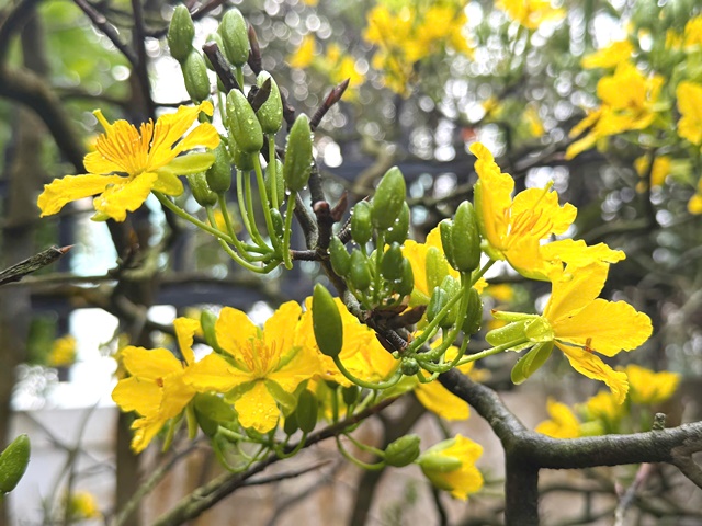 Trong đời sống văn h&oacute;a của người d&acirc;n Việt, m&ugrave;a xu&acirc;n kh&ocirc;ng chỉ l&agrave; sự chuyển m&ugrave;a của thi&ecirc;n nhi&ecirc;n m&agrave; c&ograve;n l&agrave; thời điểm con người hướng về nguồn cội