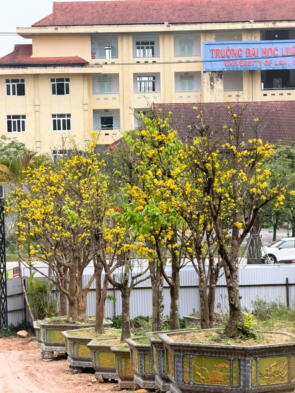 H&ograve;ang mai bừng nở tr&ecirc;n đại lộ V&otilde; Văn Kiệt