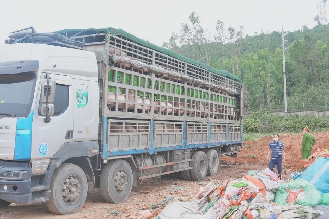Kịp thời chặn xe chở hơn 15 tấn lợn nhiễm dịch tả lợn châu Phi qua địa bàn Nghệ An