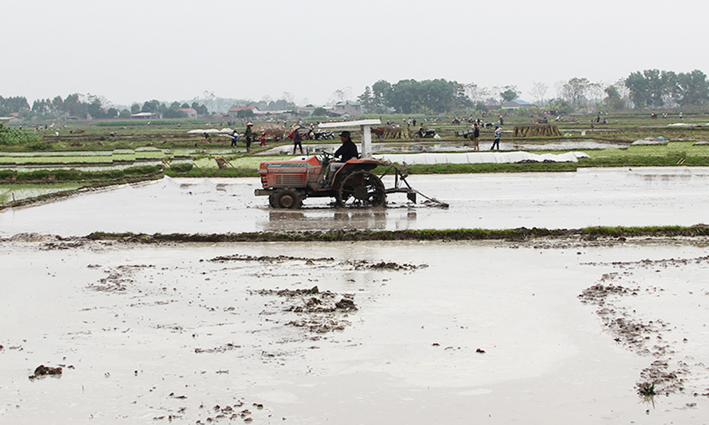 Bắc Ninh: Tăng cường chỉ đạo sản xuất vụ Xuân 2026
