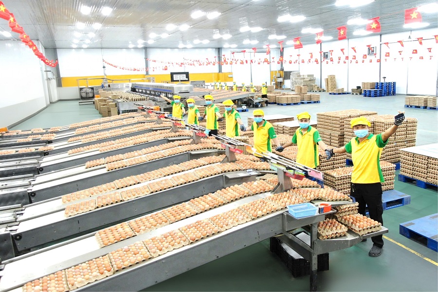 TAFA Group – Từ trang trại nhỏ đến diễn đàn toàn cầu: Hành trình nâng tầm giá trị trứng Việt