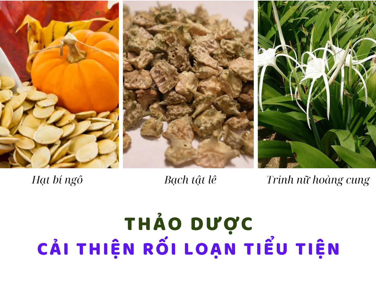 Thảo dược gi&uacute;p cải thiện tiểu s&oacute;n