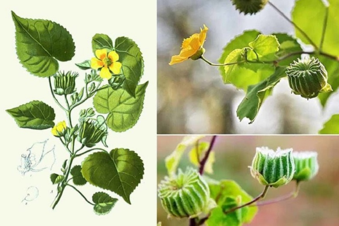 Sản phẩm chứa th&agrave;nh phần ch&iacute;nh c&acirc;y cối xay gi&uacute;p cải thiện &ugrave; tai, nghe k&eacute;m do rối loạn tuần ho&agrave;n tai trong