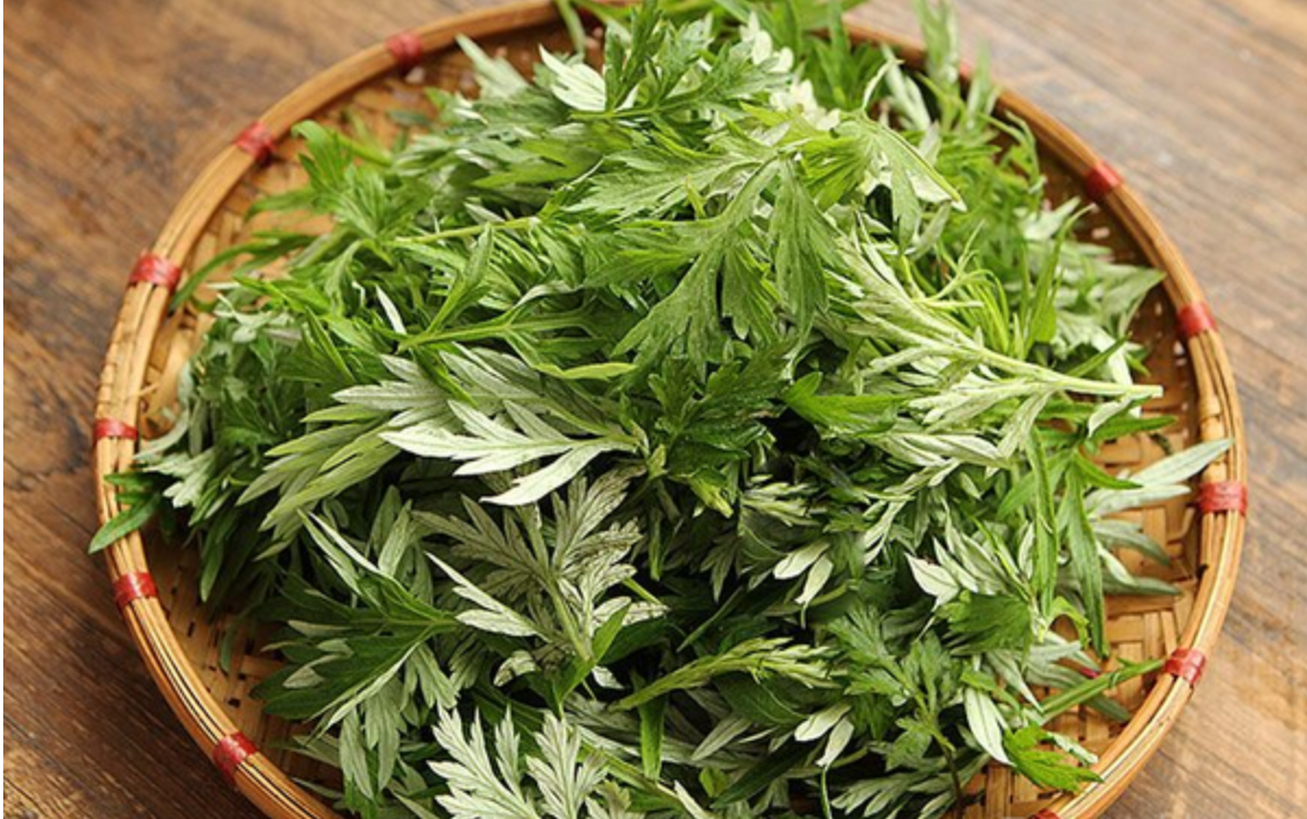 Sử dụng ngải cứu cũng l&agrave; biện ph&aacute;p giảm đau do tho&aacute;i h&oacute;a đốt sống cổ C4 C5 hiệu quả