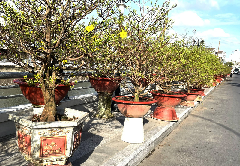 Mai vàng - sứ giả mùa xuân phương Nam