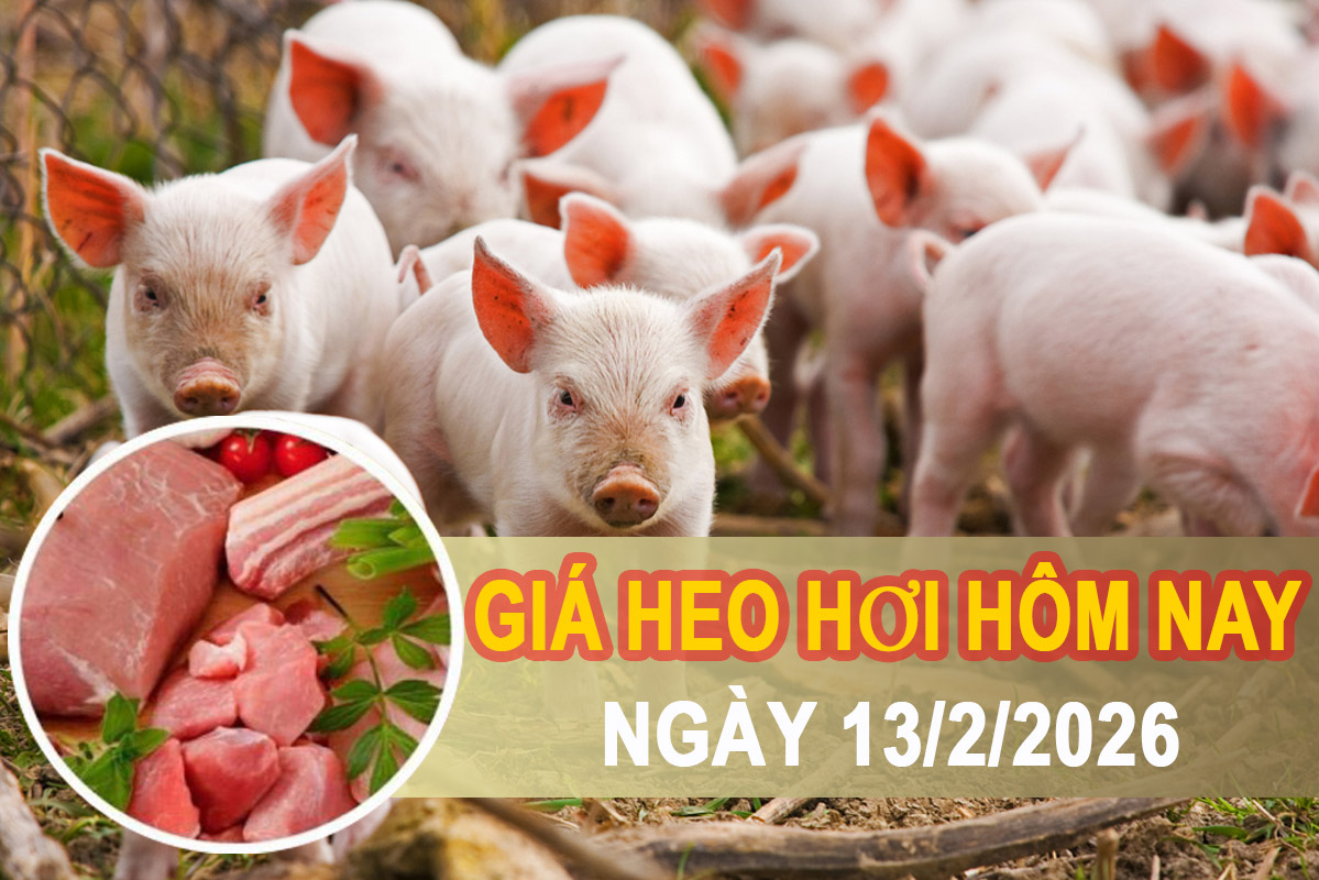 Giá heo hơi hôm nay 13/2: Miền Nam giảm nhẹ cục bộ
