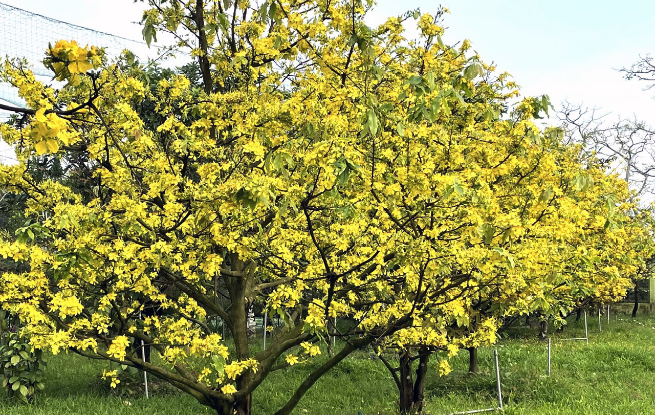 Vườn mai v&agrave;ng khoe sắc