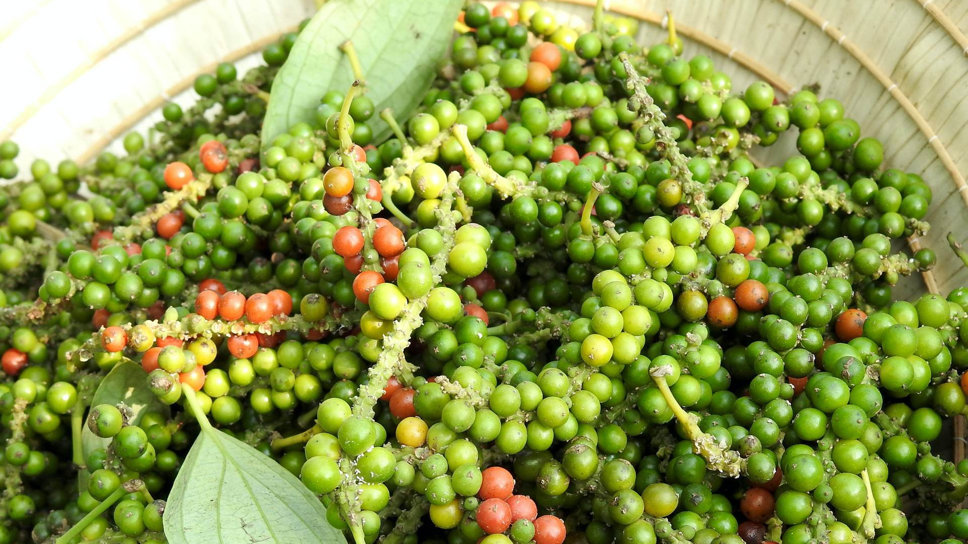 Gi&aacute; ti&ecirc;u h&ocirc;m nay 13/2: Trong nước giữ gi&aacute; cao, thị trường thế giới tr&aacute;i chiều (Ảnh minh họa)