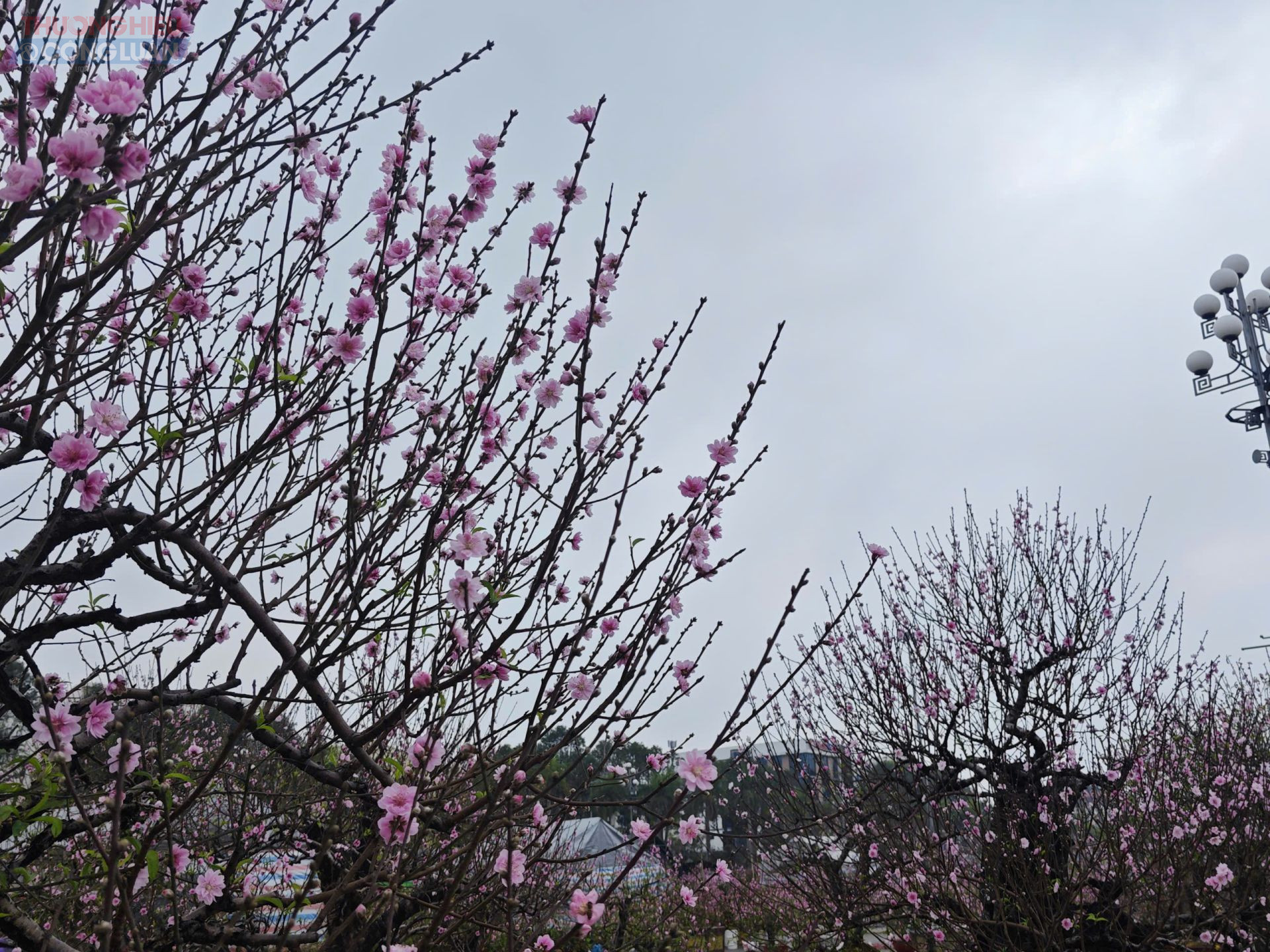 Thời tiết ngày 12/2: Miền Bắc và Bắc Trung Bộ se lạnh, xuất hiện sương mù rải rác