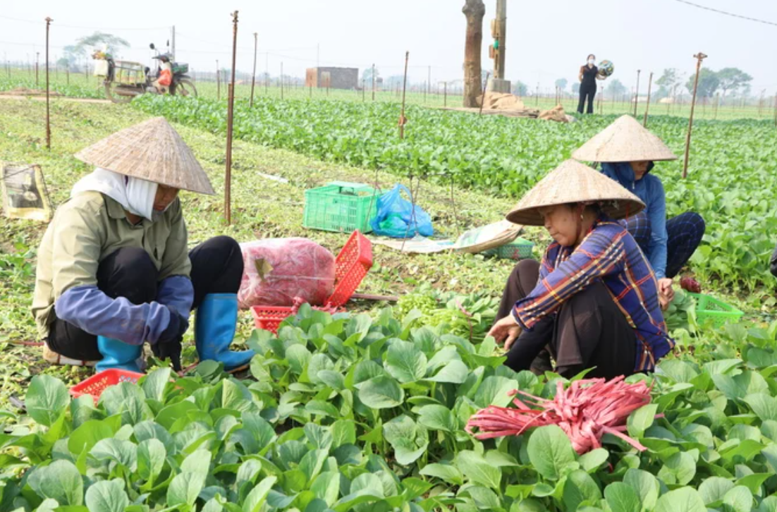 Tăng cường chỉ đạo sản xuất dịp Tết, bảo đảm gieo cấy lúa vụ Đông Xuân đúng khung thời vụ