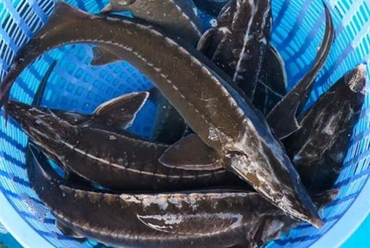 Cục Hải quan yêu cầu xử lý các tờ khai nhập khẩu cá tầm chưa được thông quan