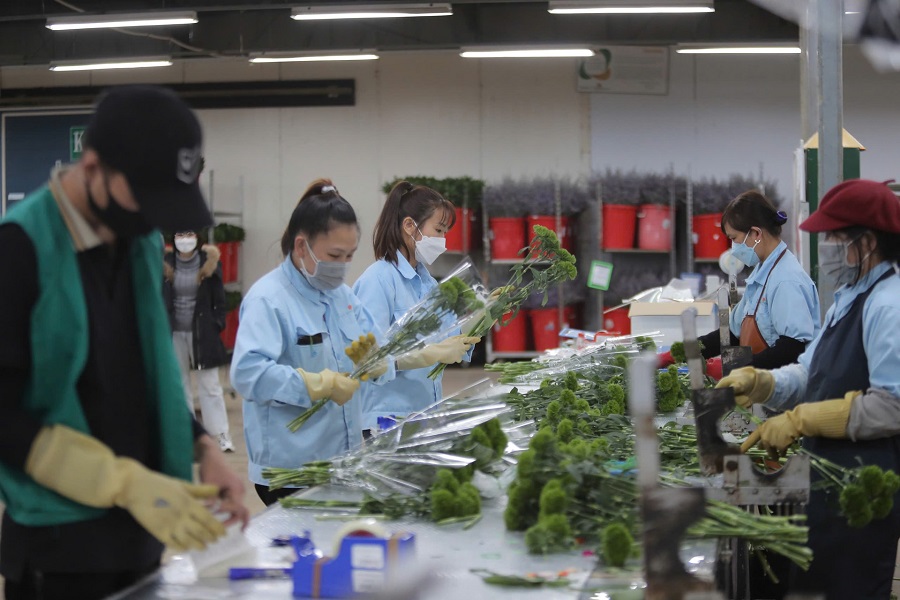 C&ocirc;ng nh&acirc;n tuyển chọn, đ&oacute;ng g&oacute;i hoa xuất khẩu. Ảnh: L&ecirc; Th&agrave;nh