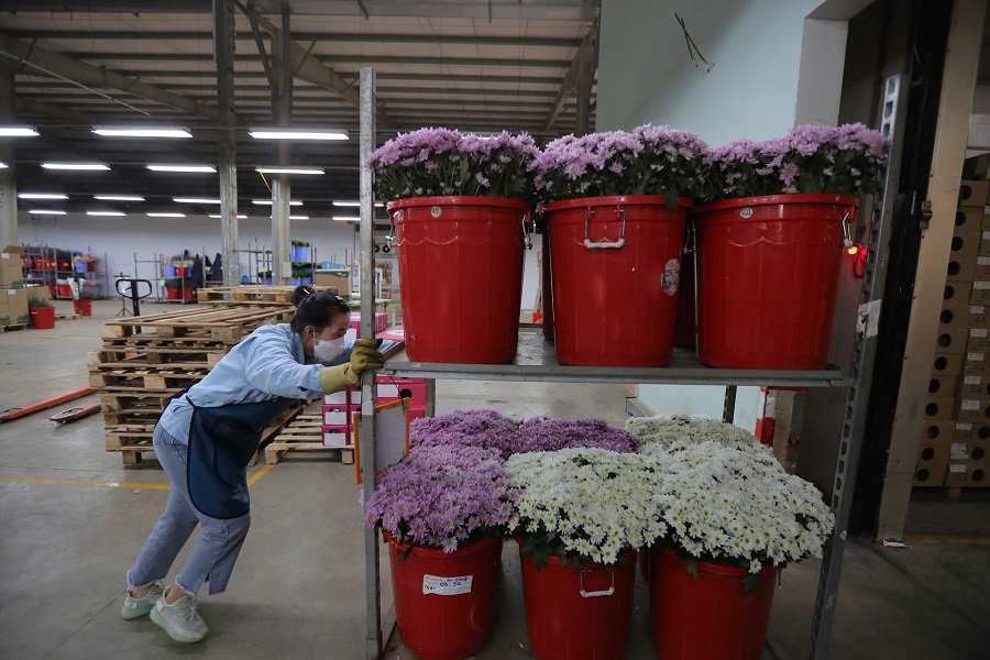 Đến năm 2025, hoa Đ&agrave; Lạt với c&aacute;c loại hoa chủ lực l&agrave; c&uacute;c, hồng, cẩm chướng, đồng tiền đ&atilde; xuất khẩu đến hơn 23 quốc gia, bao gồm c&aacute;c thị trường kh&oacute; t&iacute;nh như Nhật Bản, Australia v&agrave; c&aacute;c nước ch&acirc;u &Acirc;u.