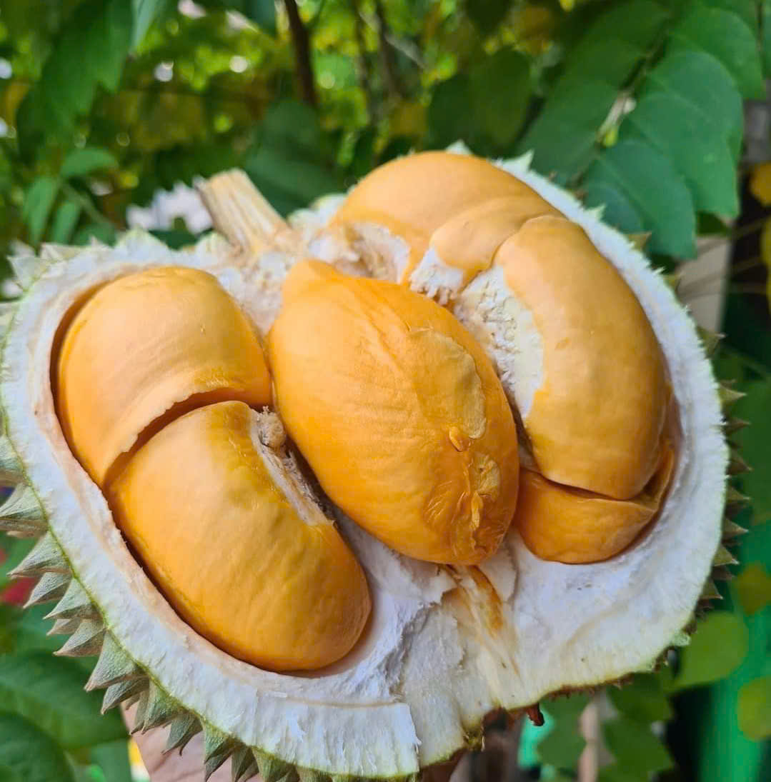 Giá sầu riêng hôm nay 13/2: Thị trường chững lại, nhiều kho nghỉ Tết