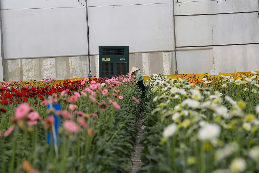 Ng&agrave;nh sản xuất hoa L&acirc;m Đồng khẳng định thương hiệu tr&ecirc;n thị trường trong nước. Ảnh: L&ecirc; Th&agrave;nh