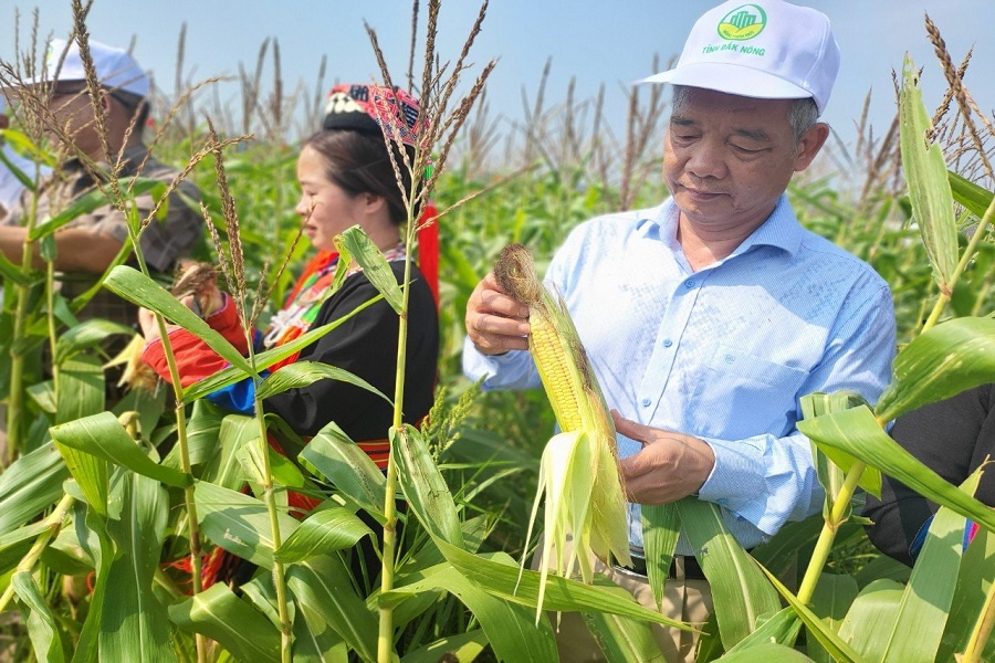 Sản xuất bắp giống F1 ở x&atilde; N&acirc;m Nung, tỉnh L&acirc;m Đồng, gi&uacute;p n&ocirc;ng d&acirc;n thu l&atilde;i tr&ecirc;n tr&ecirc;n 120 triệu đồng/ha/vụ