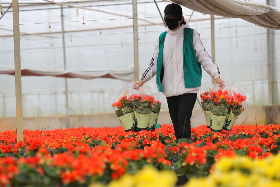 Lâm Đồng khẳng định vị thế trung tâm nông nghiệp công nghệ cao của cả nước