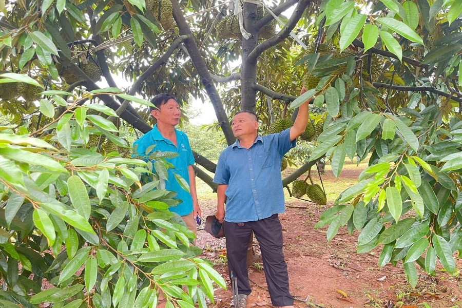 Ứng dụng c&ocirc;ng nghệ sinh học v&agrave;o kh&acirc;u sản xuất giống, gi&uacute;p nh&agrave; vườn chuẩn h&oacute;a vườn sầu ri&ecirc;ng