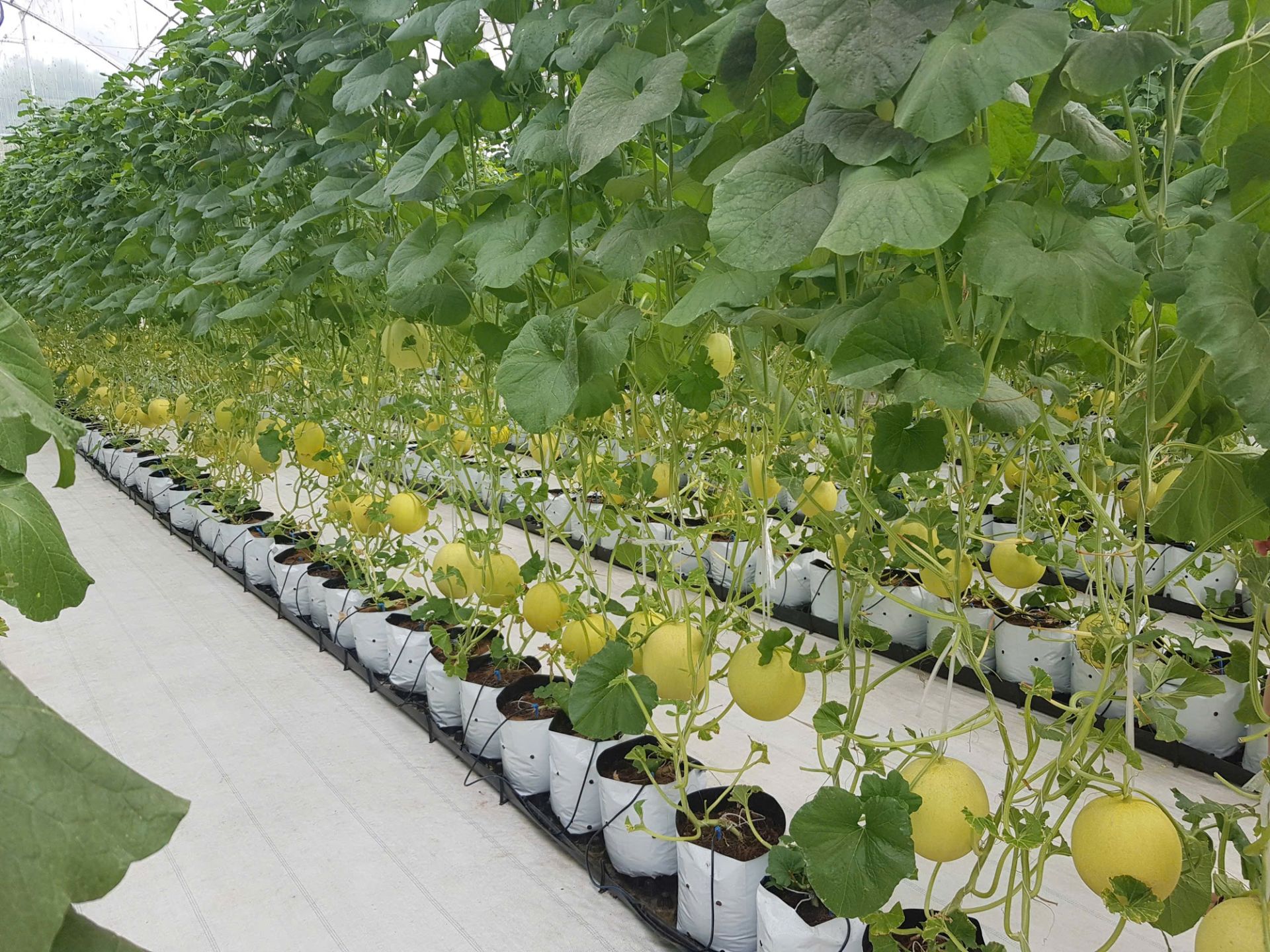 Dưa lưới trồng theo hướng hữu cơ bảo đảm an to&agrave;n vệ sinh thực phẩm.