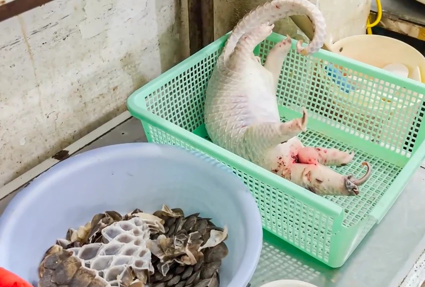 Khởi tố vụ giết mổ tê tê quý hiếm tại nhà hàng ở Khánh Hòa