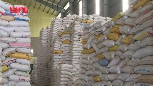 Xuất cấp hơn 14.660 tấn gạo dự trữ hỗ trợ Tết và giáp hạt năm 2026
