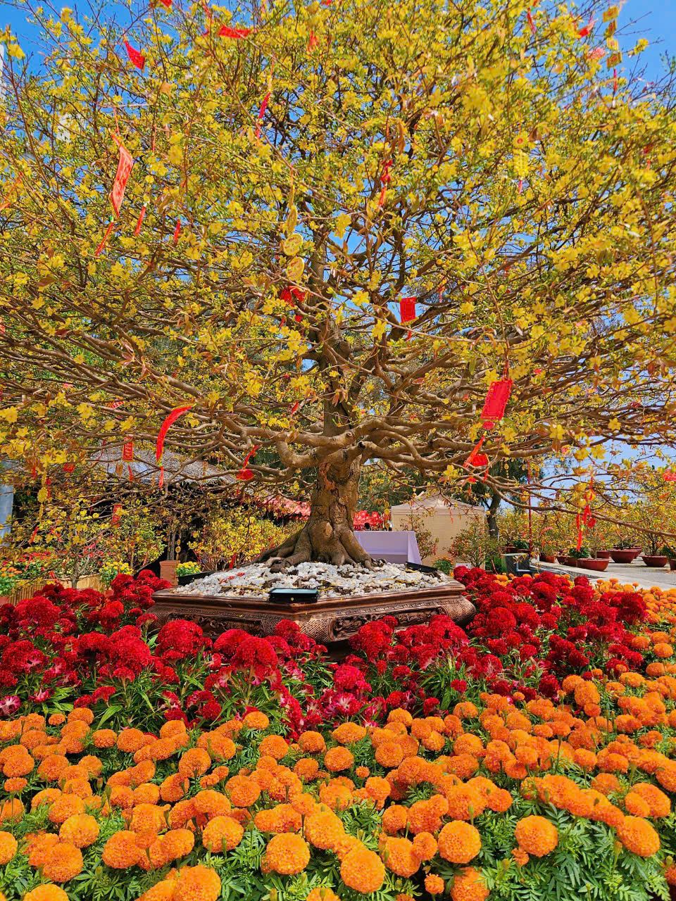 &ldquo;Kỳ quan&rdquo; mai cổ thụ 150 năm tuổi - biểu tượng của trường thọ v&agrave; ph&uacute;c lộc l&agrave; nơi lưu giữ những bức ảnh gia đ&igrave;nh đầy &yacute; nghĩa