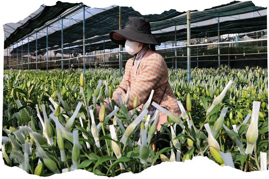 Ngành Nông nghiệp tại Lâm Đồng những tháng đầu năm đóng góp ổn định cho tăng trưởng GRDP Ngành Nông nghiệp tại Lâm Đồng những tháng đầu năm đóng góp ổn định cho tăng trưởng GRDP