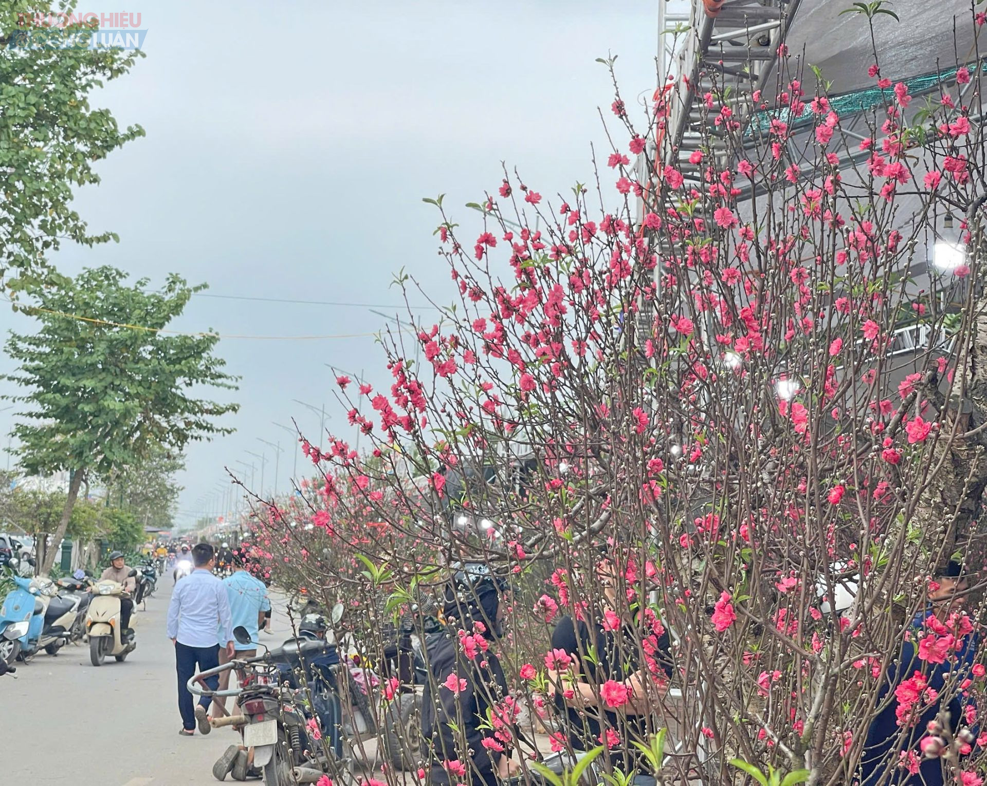 địa điểm chợ hoa Xu&acirc;n Phố Hiến năm nay được chuyển về khu vực đường Triệu Quang Phục dọc bờ s&ocirc;ng Điện Bi&ecirc;n đoạn giao từ đường T&ocirc; Hiệu đến đoạn giao với đường Hải Thượng L&atilde;n &Ocirc;ng, c&oacute; chiều d&agrave;i khoảng 1.300m với gần 250 gian h&agrave;ng.