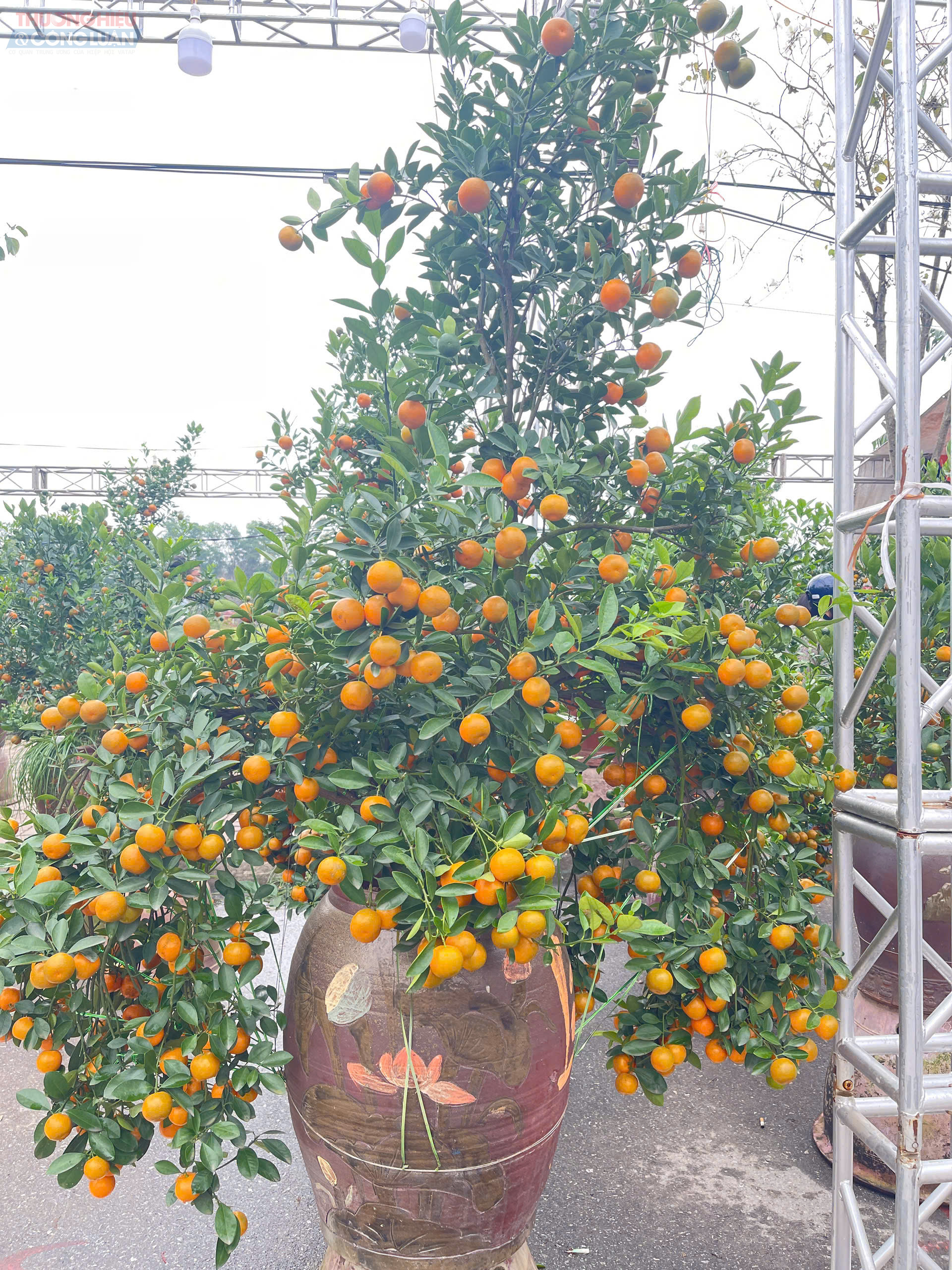 Chậu quất trong ảnh được tiểu thương ch&agrave;o b&aacute;n với gi&aacute; 2,2 triệu đồng.