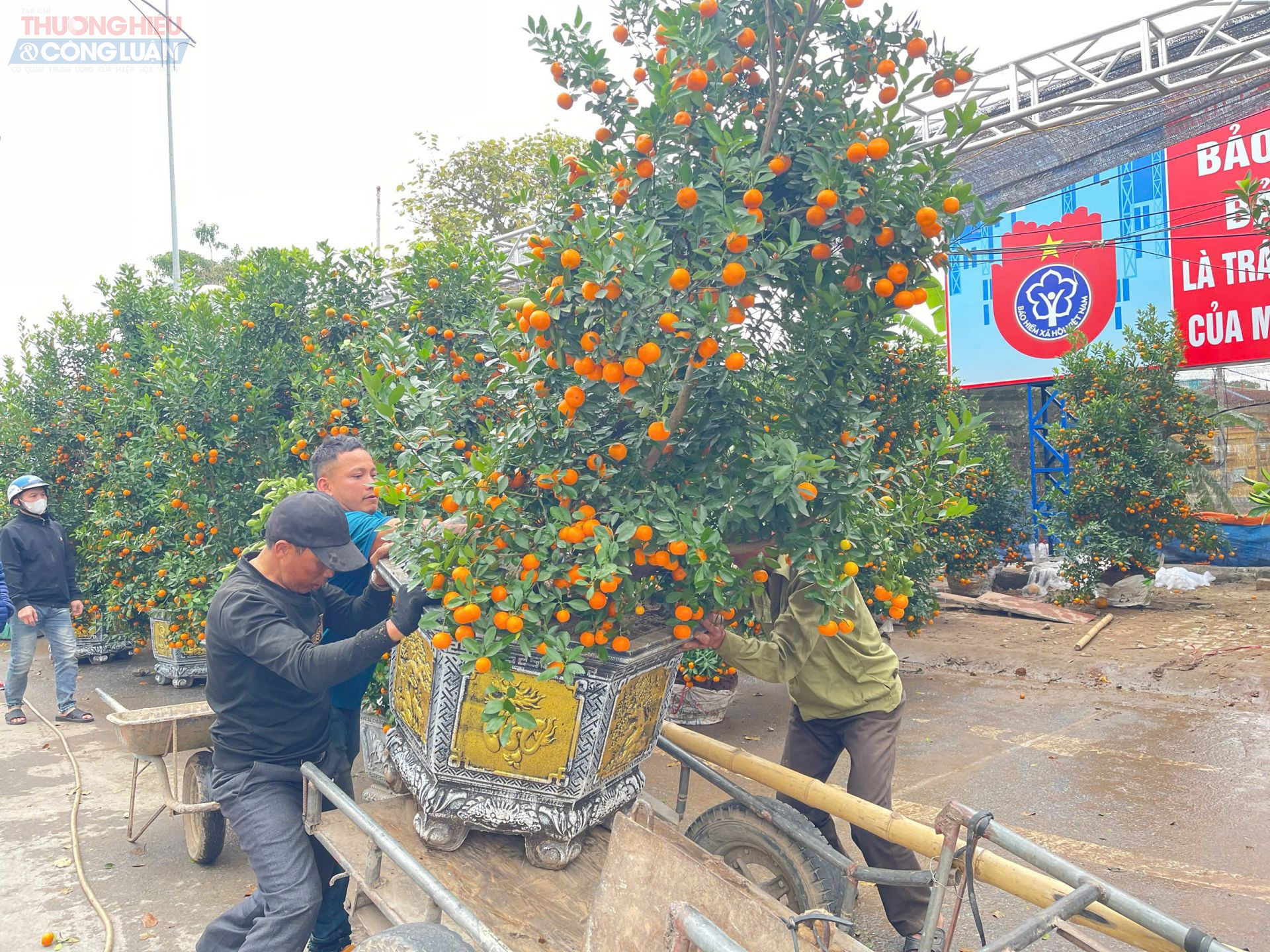 Những chậu quất được người mua lựa chọn, vận chuyển l&ecirc;n xe v&agrave; xe b&ograve; để chở về.