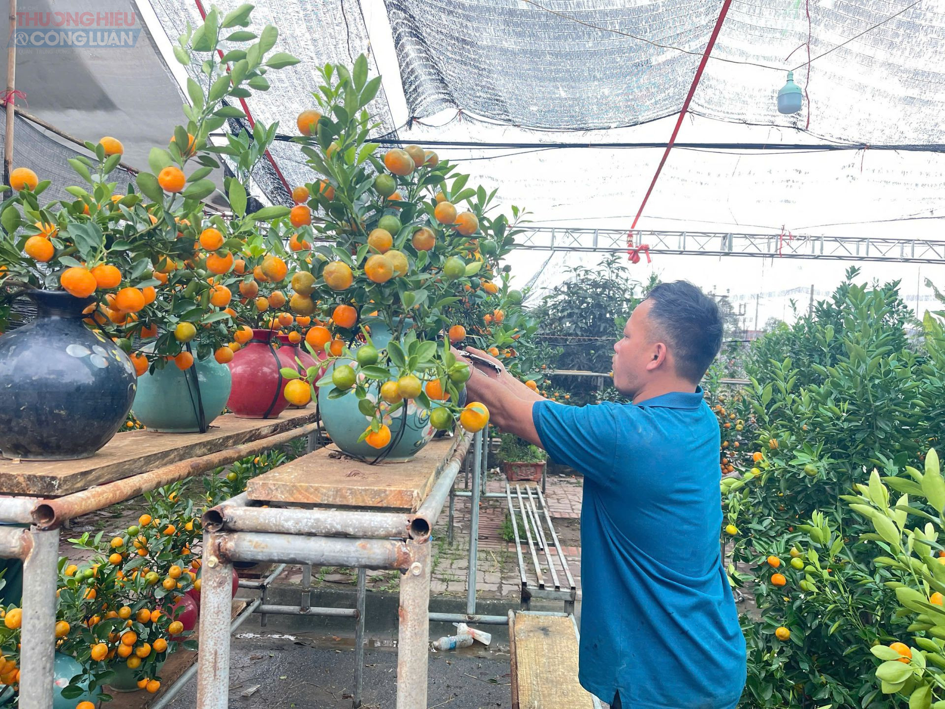 Tiểu thương đang chăm ch&uacute;t, cắt tỉa chậu quất bonsai.