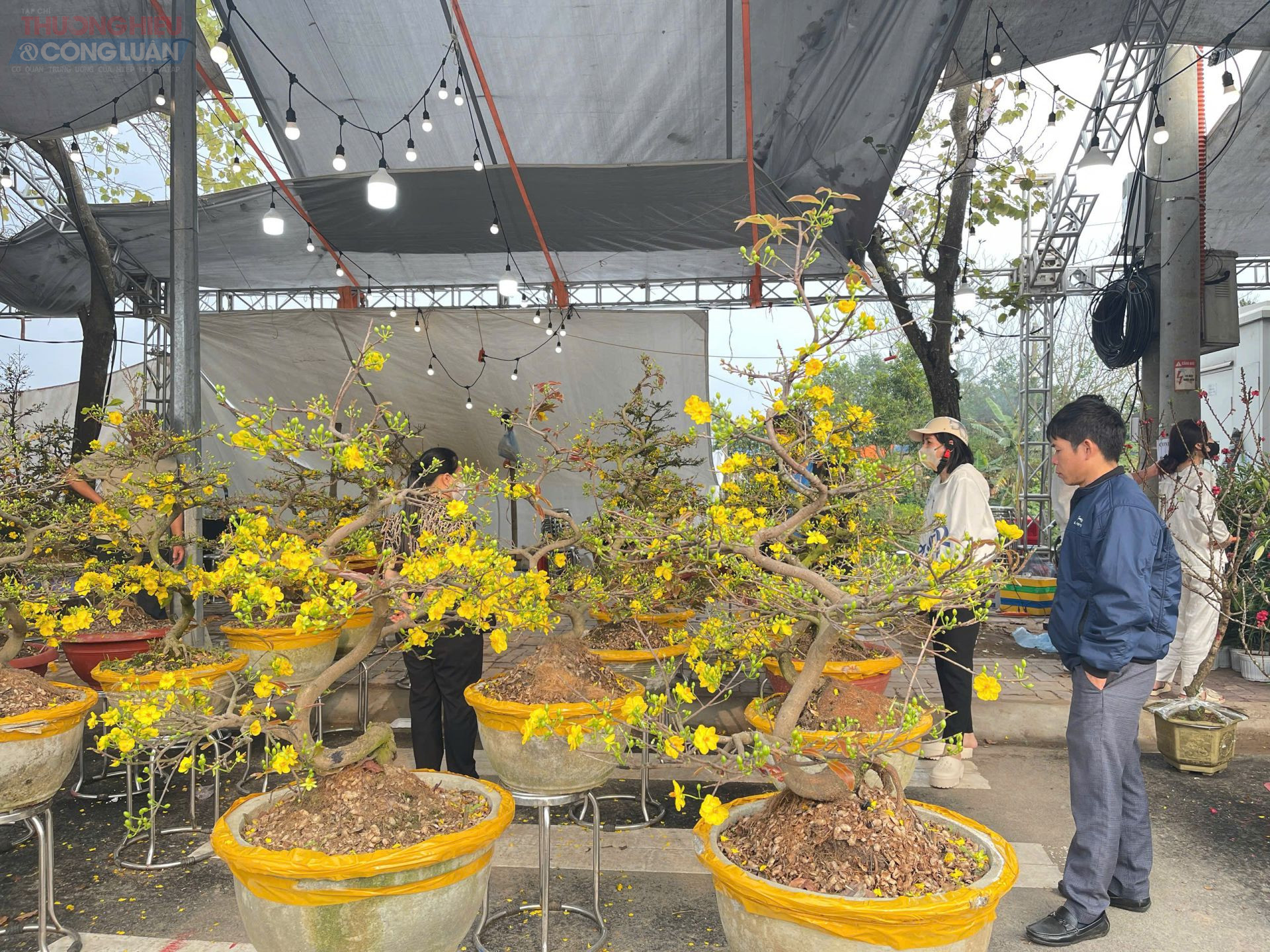 C&aacute;c chậu nhất chi mai nở hoa trắng &ndash; v&agrave;ng, được b&agrave;y b&aacute;n tại chợ hoa Xu&acirc;n Phố Hiến những ng&agrave;y gi&aacute;p Tết.