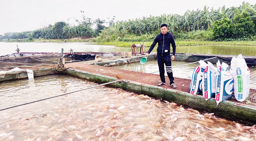 Khai thác lợi thế sông nước, nâng tầm nghề nuôi cá lồng