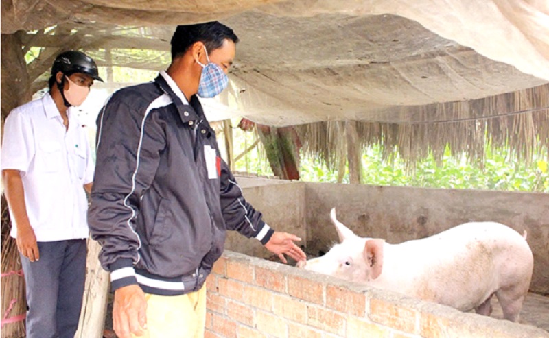 Cần Thơ đẩy mạnh phát triển chăn nuôi gia súc, gia cầm