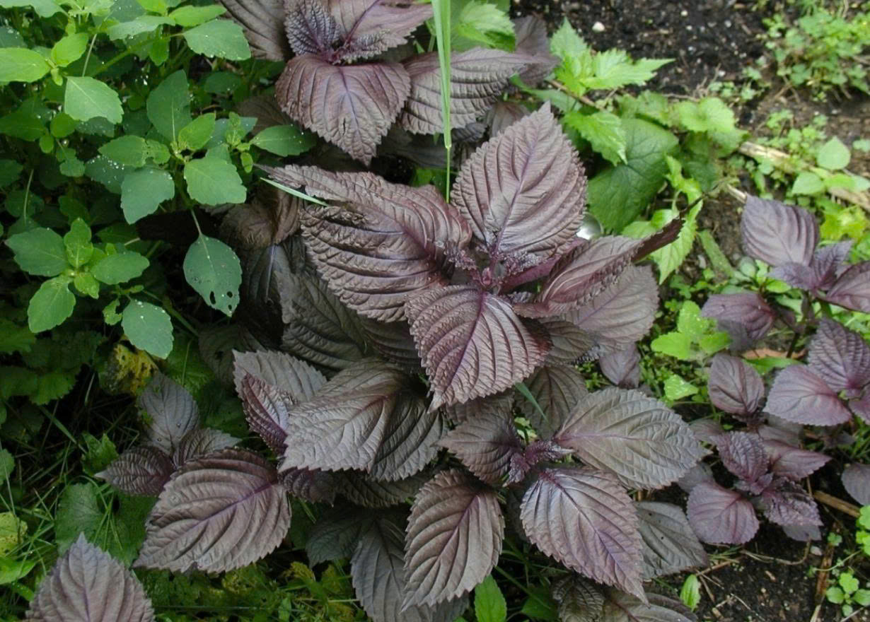 Loại rau thơm dân dã ở chợ Việt lại là vị thuốc quý tốt cho sức khỏe