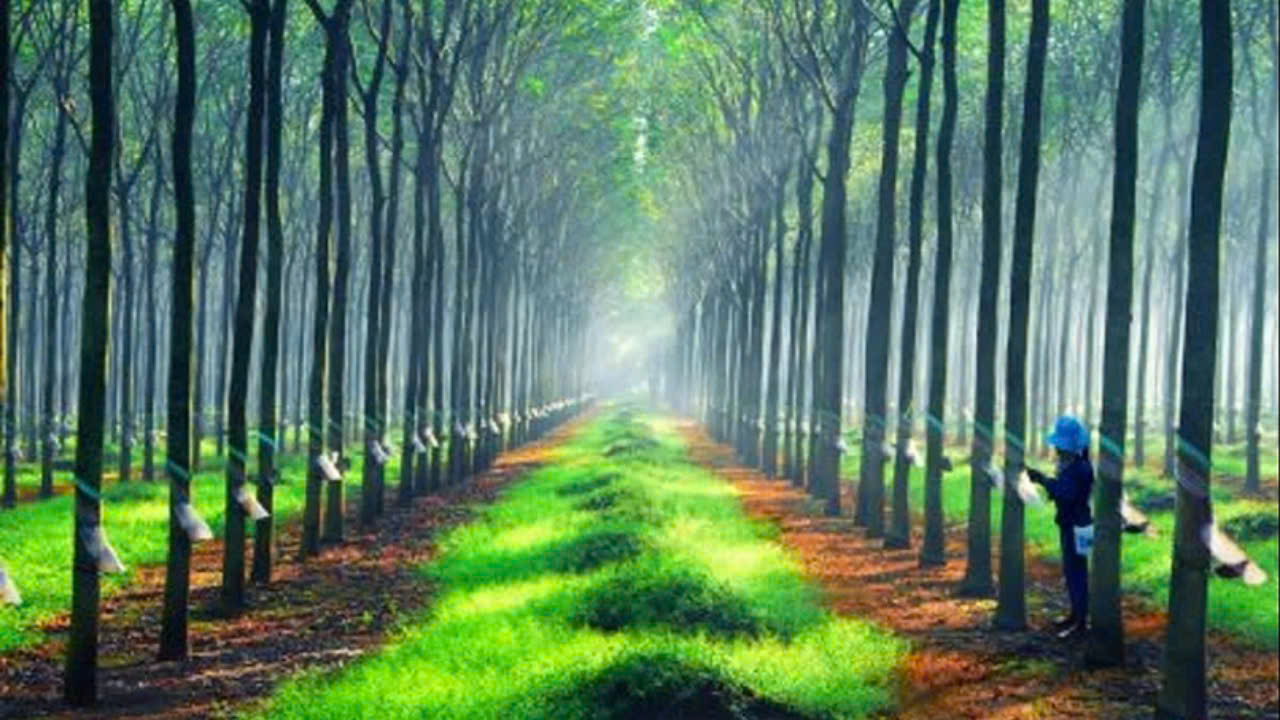 Gi&aacute; cao su h&ocirc;m nay 18/2: Tăng tr&ecirc;n s&agrave;n Tocom