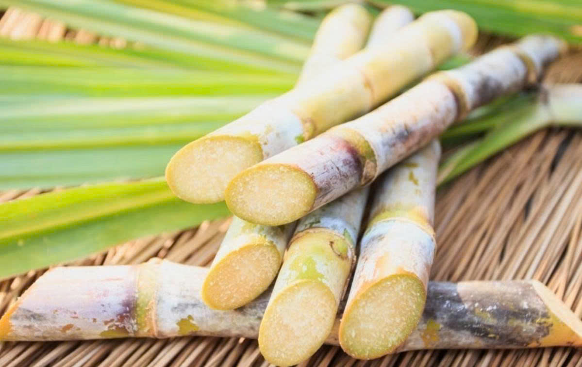 Cây mía ngọt mát, hỗ trợ thanh lọc cơ thể